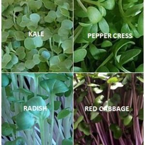 Flavor Mix Microgreen - One Time Buy