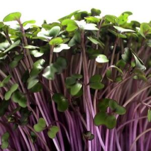 Red Cabbage Microgreen - One Time Buy