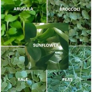 Salad Mix Microgreen - Bi-Weekly Subscription