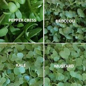 Spicy Mix Microgreen - One Time Buy