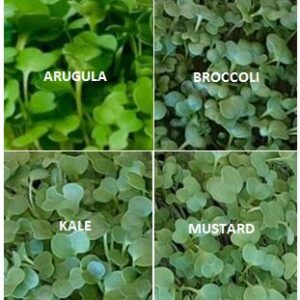 Spicy Mix Microgreen - Bi-Weekly Subscription